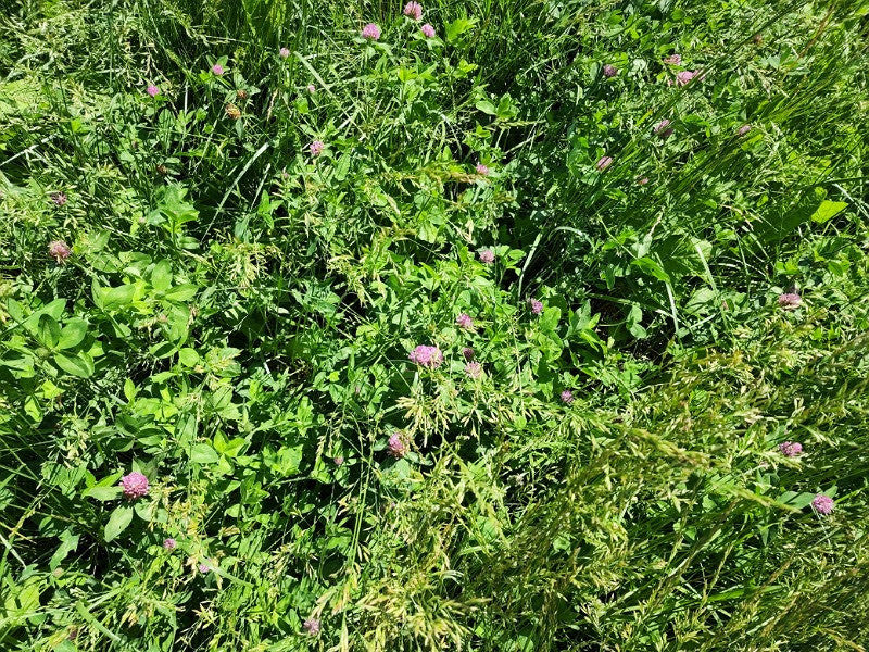 This is soil life, biodiversity part 1