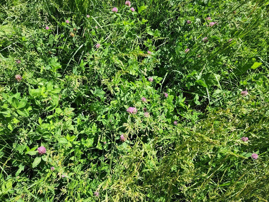 This is soil life, biodiversity part 1