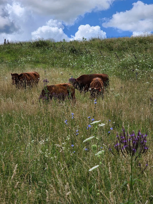 Working with instead of fighting with nature, biodiversity part 2