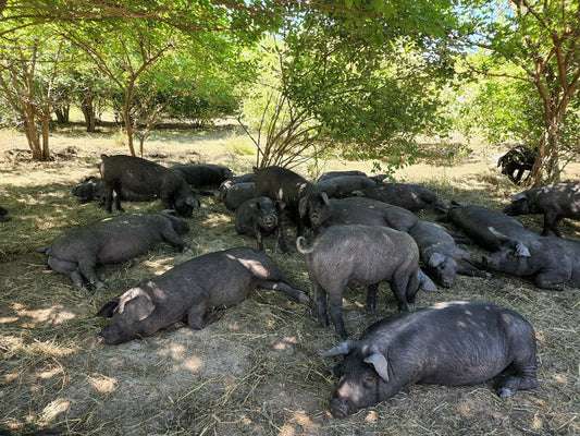 How we process our pigs at Sparrow Hill Farm