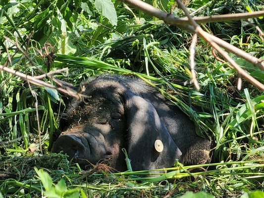 Farrowing on our regenerative farm vs. a commercial farm