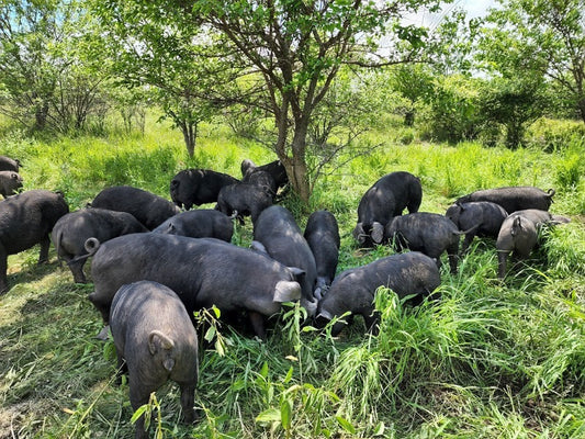 How our farm uses pigs to create healthy, resilient pastures