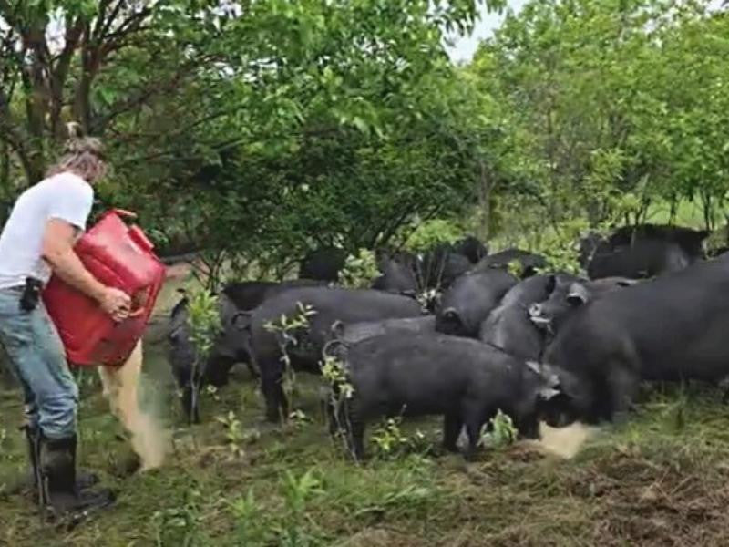 Morning pig chores: a behind-the-scenes ride along