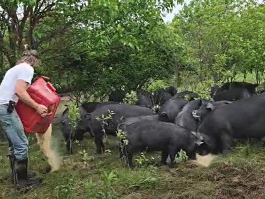 Morning pig chores: a behind-the-scenes ride along