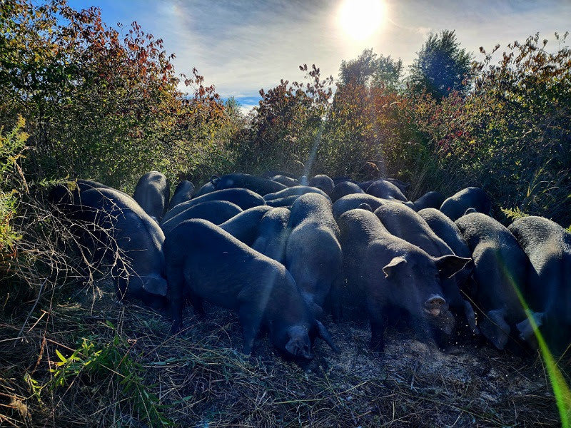 How sunshine powers regenerative farming