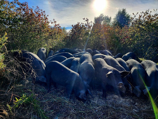 How sunshine powers regenerative farming