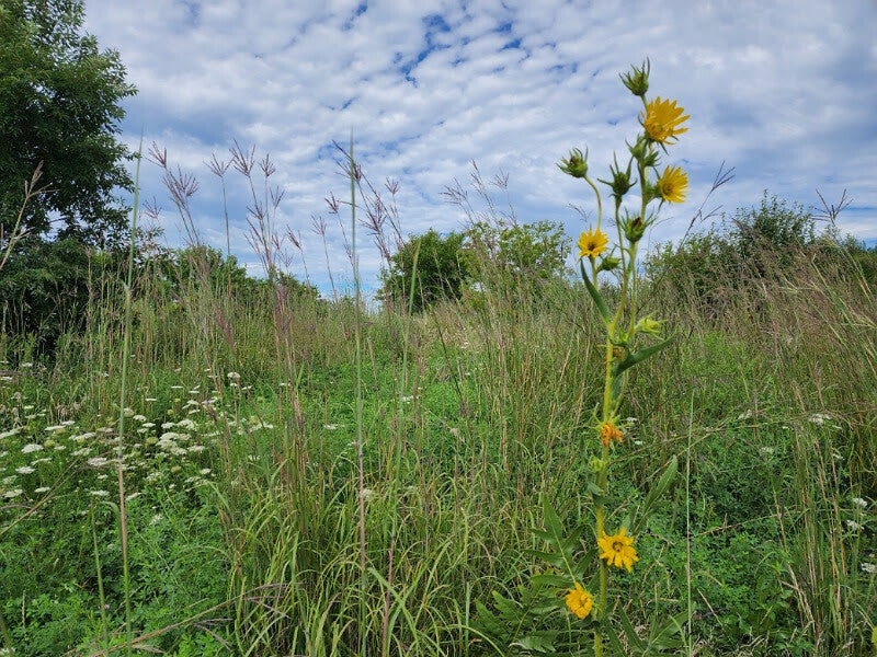 This is what happens to native plants on the pastures of a regenerative farm