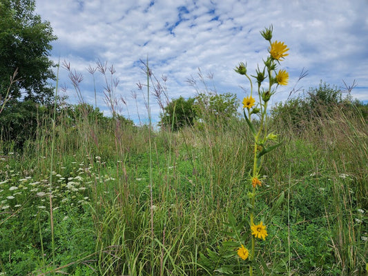 This is what happens to native plants on the pastures of a regenerative farm