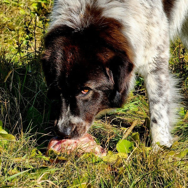 How we protect the sheep against predators
