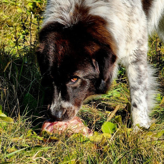 How we protect the sheep against predators