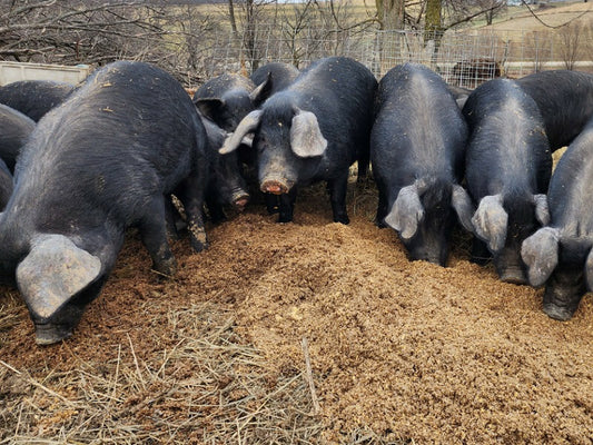 How the pigs at Sparrow Hill Farm stay warm when it's cold outside