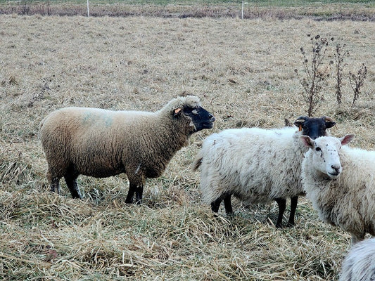 Why the farm waits until December to put rams with the flock