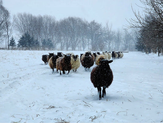 How sheep are built to handle the weather with ease