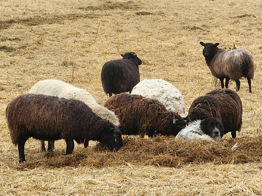 Regenerative meat and food production: a trend or a way of life?