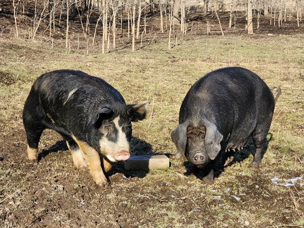 How the life of a pig on our farm differs from a commercial pork operation, part I