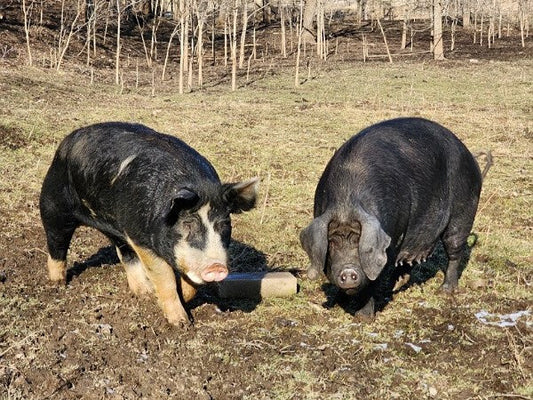 How the life of a pig on our farm differs from a commercial pork operation, part I