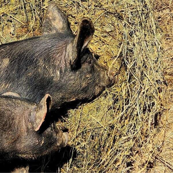 How the life of a pig on our farm differs from a commercial pork operation, part II