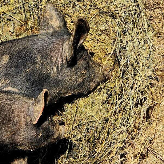 How the life of a pig on our farm differs from a commercial pork operation, part II