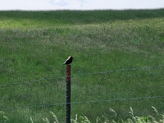 Bobolinks: a glimpse of a real difference made with regenerative farming