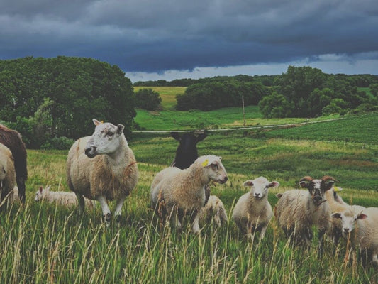 Restoring the environment: the power of regenerative farming