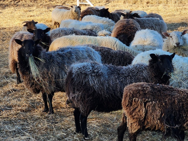 How ruminant animals transform grass and hay into nutrient-dense meats