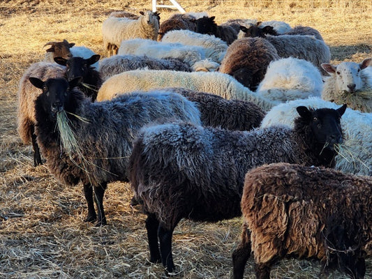 How ruminant animals transform grass and hay into nutrient-dense meats