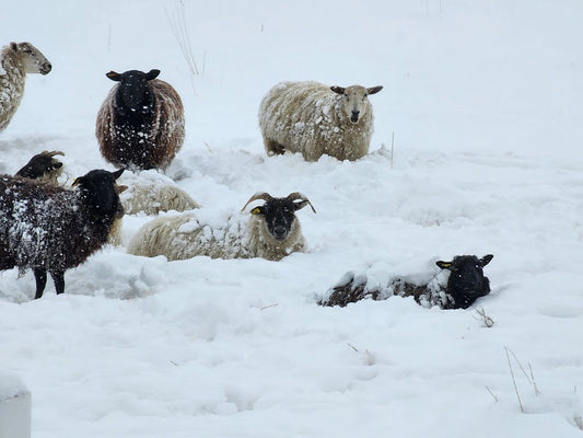 How sheep on the farm stay warm in the snow