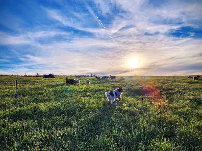 Why we delay spring grazing on the farm's pastures