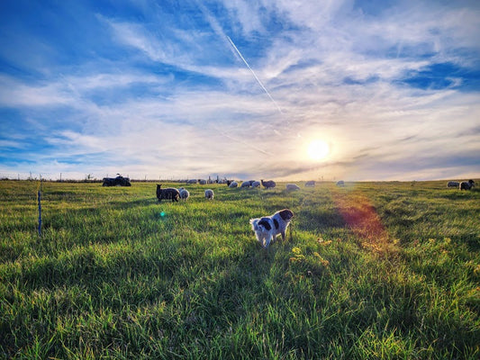 Why we delay spring grazing on the farm's pastures