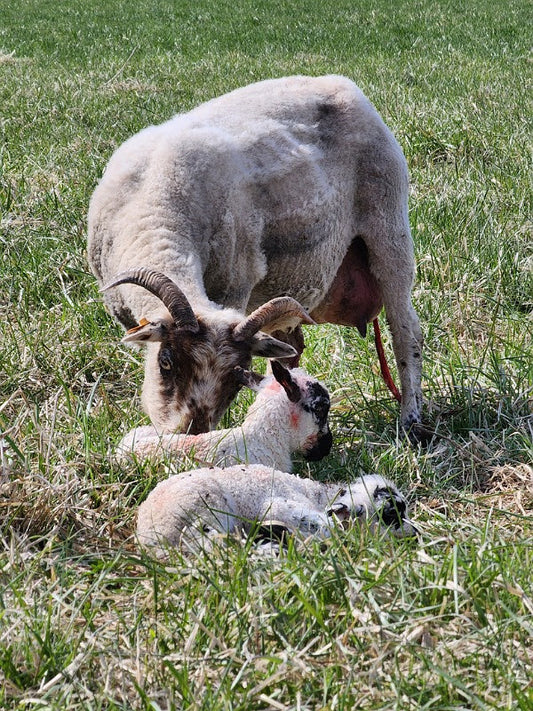 Why a maternal bond between a ewe and her sheep is important
