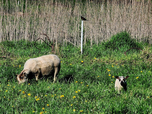 The symbiosis between regenerative farming and nature