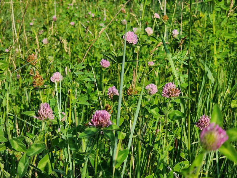 The bee's needs and the role of regenerative farming