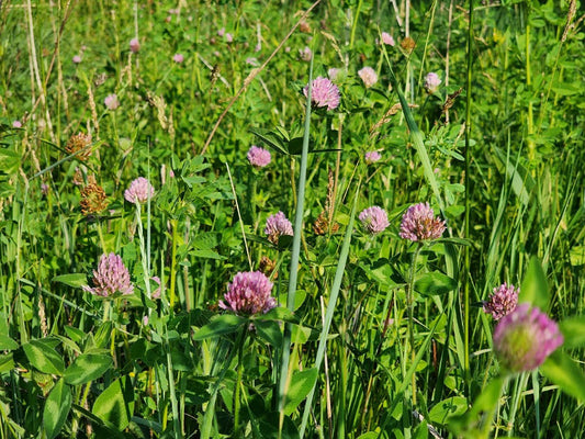 The bee's needs and the role of regenerative farming