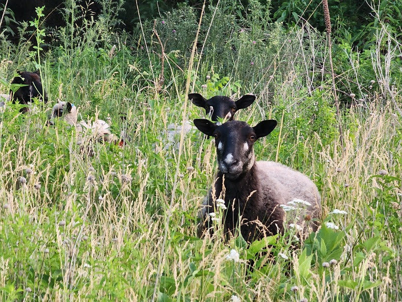 The difference between grocery store lamb and lamb raised on our farm's pastures