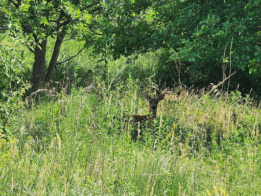 Farming in a way that welcomes wildlife