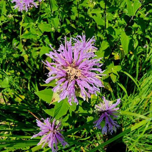 Bee balm magic: the fascinating history and ecological wonders of wild bergamot
