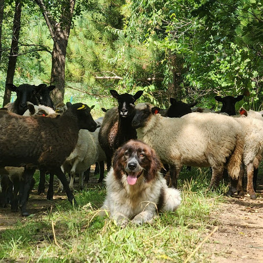 The farm's noble guardian dog, Shadow