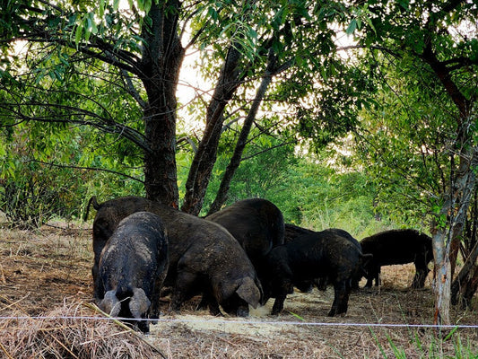 How our farm animals tolerate heat