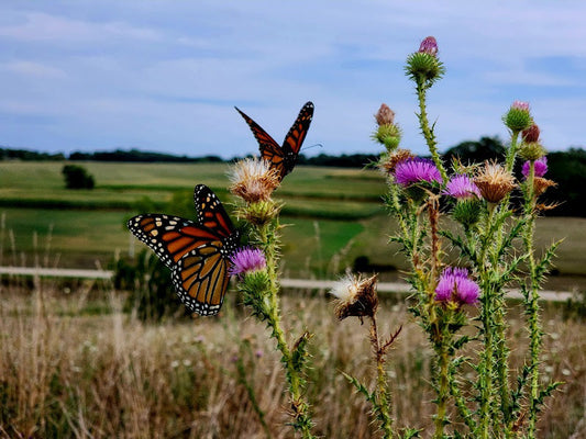 The Magical Journey of Monarch Butterflies: Lifecycle and Migration