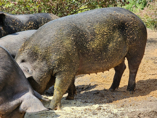 Why Are We Able to Give Such a Savings With Buying Meat in Bulk?