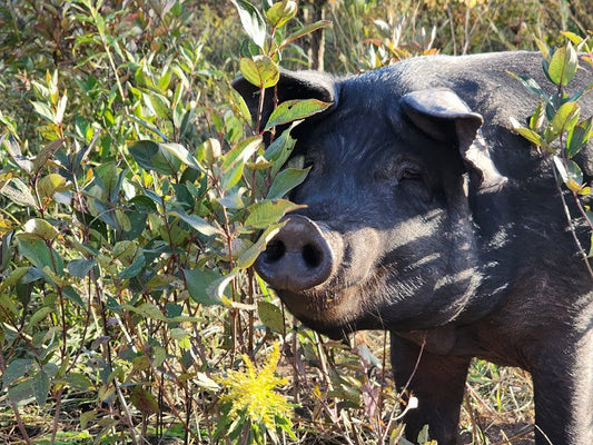 How many different pigs are there?