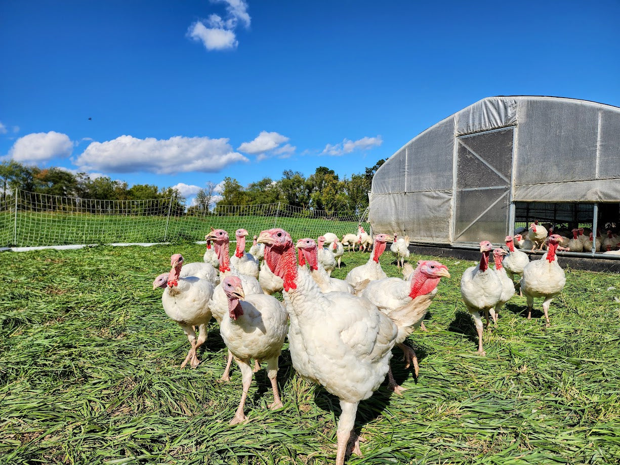 Whole Pastured Turkey